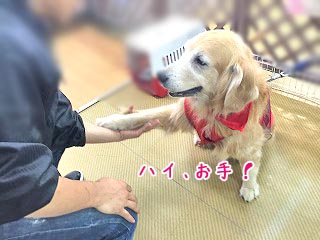 ちゃんとお手できるよ