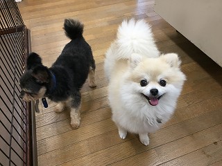 にっこりワンちゃん