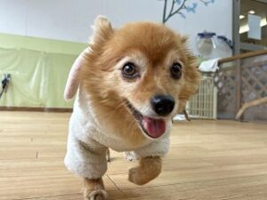 スタッフさんと一緒に遊びたい犬ちゃん。