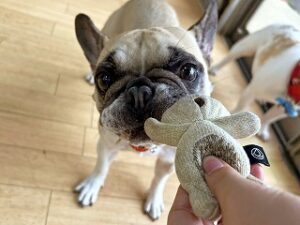 スタッフさんと引っ張り合いをする犬ちゃん。
