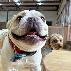 ペットホテルでお散歩する犬ちゃん。