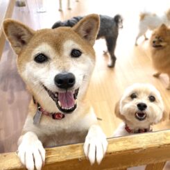 こちらを楽しそうに眺めている犬ちゃん。