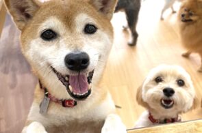 こちらを楽しそうに眺めている犬ちゃん。