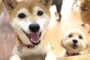 こちらを楽しそうに眺めている犬ちゃん。