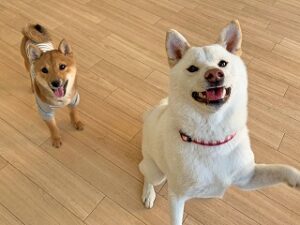 元気に走りまわる犬ちゃん。