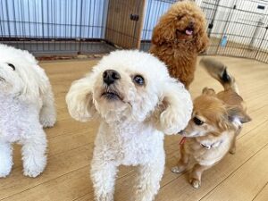 天井が気になる犬ちゃん。