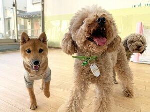 お友達と遊んでいる犬ちゃん。