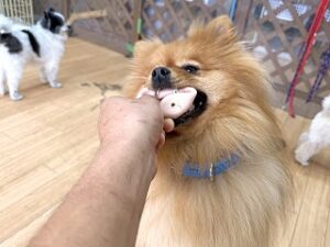 おもちゃで遊んでいる犬ちゃん。