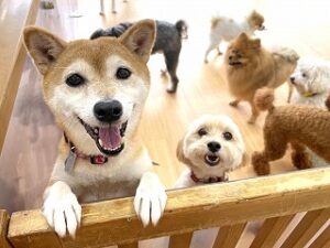 こちらを楽しそうに眺めている犬ちゃん。