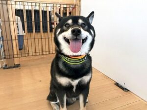 「待て」を練習中の犬ちゃん。