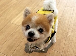 スタッフさんにおやつをおねだりする犬ちゃん。