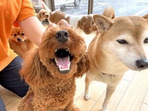 背中を撫でられて嬉しそうな犬ちゃん。