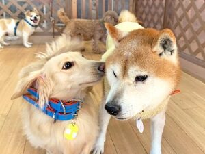 お友達とお話し中の犬ちゃん。