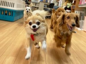 ペットホテルで元気に走りまわる犬ちゃん。