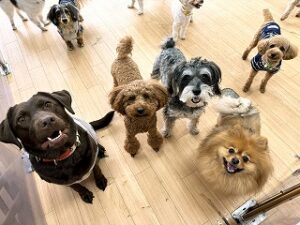 集合する犬ちゃん。