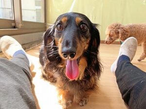 スタッフさんと一緒に遊びたい犬ちゃん。