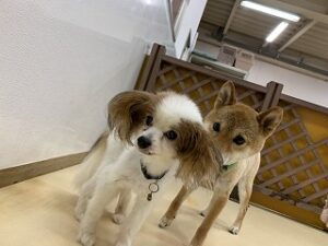 プレイエリアで遊ぶ犬ちゃん達