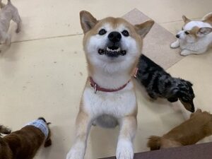 柴犬ちゃんもにっこり