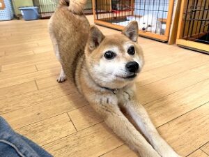 ペットホテルでのんびりくつろぐ犬ちゃん。