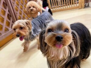 カメラの前でおどけて見せる犬ちゃん。