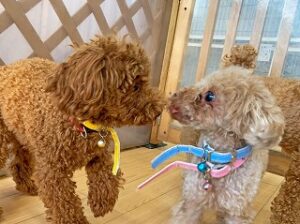 はじめましてのご挨拶をしている犬ちゃん。