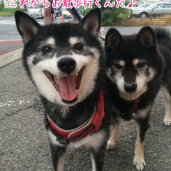 これからお散歩♪