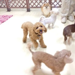 わんわん友達たくさん！