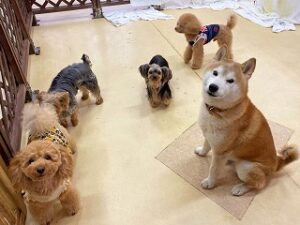 ペットホテルでのんびりくつろぐ犬ちゃん。