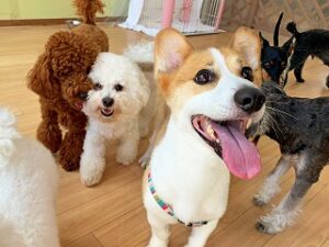 たくさんのお友達に囲まれて嬉しそうな犬ちゃん。