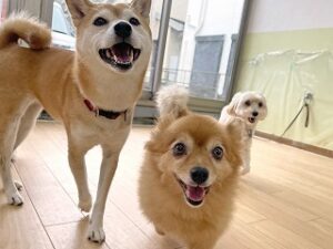 ペットホテルでお友達が出来た犬ちゃん。