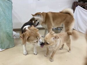 犬ちゃんぐるぐる