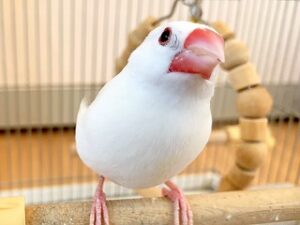 ご機嫌な文鳥さん。