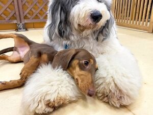 お友達の上でくつろぐ犬ちゃん。