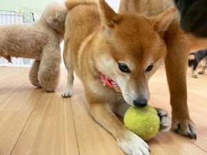 ボールをくわえる犬ちゃん。