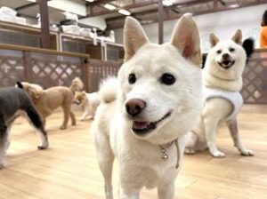 ペットホテルでのんびりくつろぐ犬ちゃん。