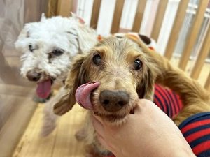 スタッフさんと遊んでいる犬ちゃん。