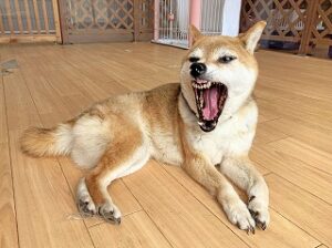 ペットホテルでのんびりくつろぐ犬ちゃん。