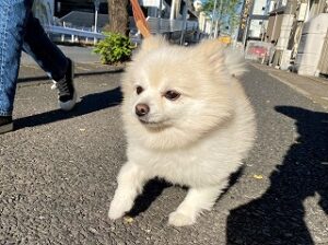 外散歩中の犬ちゃん。