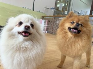 ペットホテルで新しいお友達が出来た犬ちゃん。