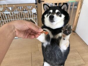 ちょうだいする犬ちゃん