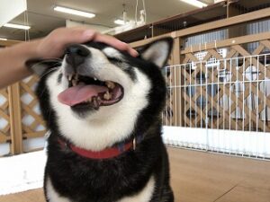 ペットホテルスタッフに撫でられてうれしそうな犬ちゃん