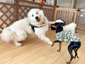 仲良くじゃれあう犬ちゃん達。