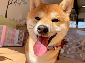 スタッフさんにおやつをおねだりする犬ちゃん。