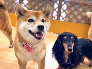 日向ぼっこをする犬ちゃん。