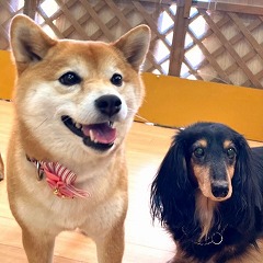 日向ぼっこをする犬ちゃん。