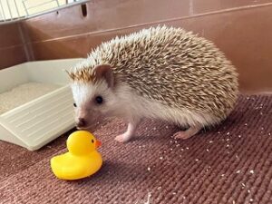 ペットホテルにお泊り中のハリネズミちゃん。