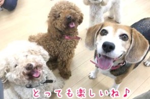 笑顔の犬