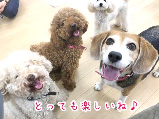 笑顔の犬