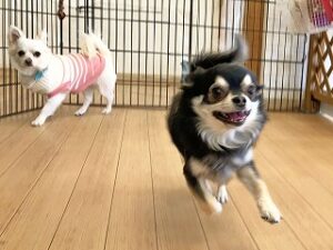 ペットホテルで元気に走り回る犬ちゃん。