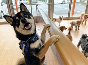 お友達がたくさんいて嬉しそうな犬ちゃん。